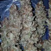 Auto Black Opium Divine Seeds