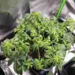 Auto Black Opium Divine Seeds