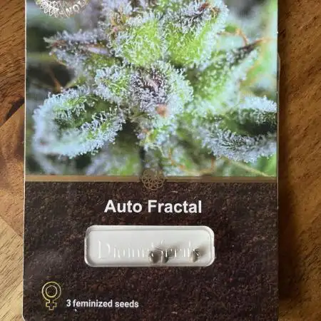 Divine Seeds Auto Fractal #2