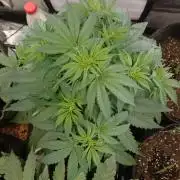 🛸Milky Way F1 RQS🦁