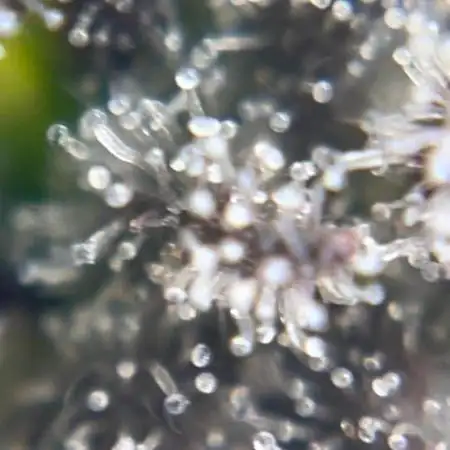 Divine Seeds Auto Northern Light