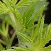 🧠💭Amnesia Haze Auto RQS🦁