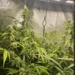Divine Seeds Auto Black Opium