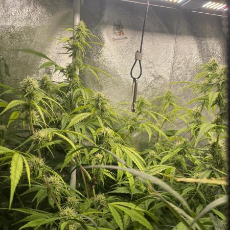 Divine Seeds Auto Black Opium