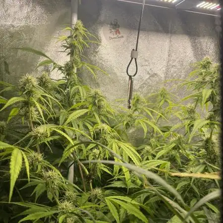 Divine Seeds Auto Black Opium