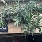 Divine Seeds Auto Northern Light