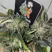 Divine Seeds Auto Moon Rock