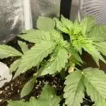 Divine Seeds Auto Northern Light