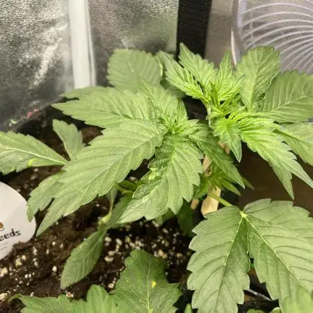 Divine Seeds Auto Northern Light