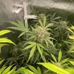 Divine Seeds Auto Northern Light