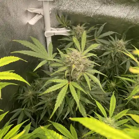 Divine Seeds Auto Northern Light