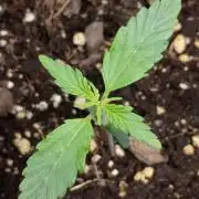 🧠💭Amnesia Haze Auto RQS🦁