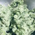 Divine Seeds Auto Northern Light #2