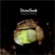 🤺Divine Rapier Auto DivineSeeds