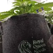 👑🦍Royal Gorilla Auto RQS🦁