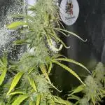 Divine Seeds Auto Black Opium