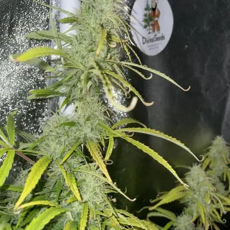 Divine Seeds Auto Black Opium