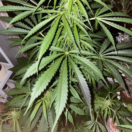 Divine Seeds Auto Black Opium #2