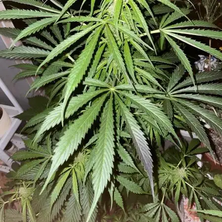 Divine Seeds Auto Black Opium #2