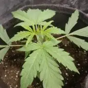 🧠💭Amnesia Haze Auto RQS🦁