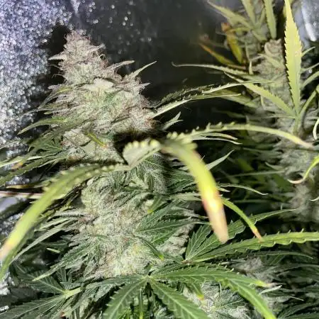 Divine Seeds Auto Northern Light