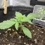 Divine Seeds Auto Northern Light