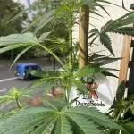 Divine Seeds Auto Fractal #2