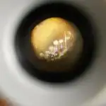 Divine Seeds Auto Black Opium #2