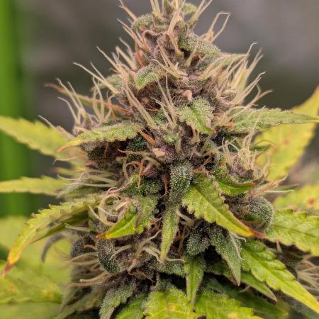 🍇Purple Opium auto-Divine Seeds
