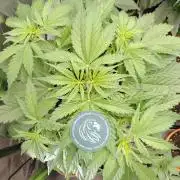 🧠💭Amnesia Haze Auto RQS🦁