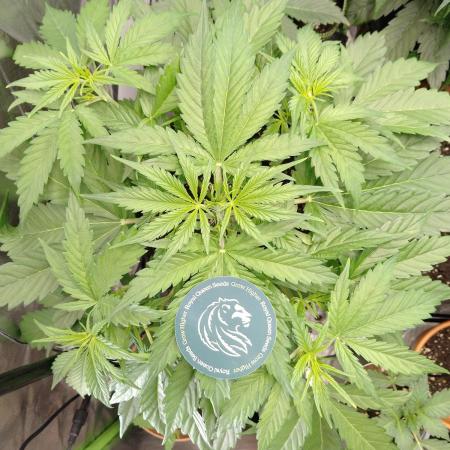 🧠💭Amnesia Haze Auto RQS🦁