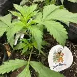 Divine Seeds Auto Moon Rock
