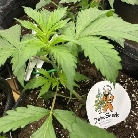 Divine Seeds Auto Moon Rock