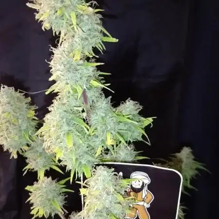 Divine Seeds Auto Black Opium