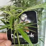 Divine Seeds Auto Black Opium #2