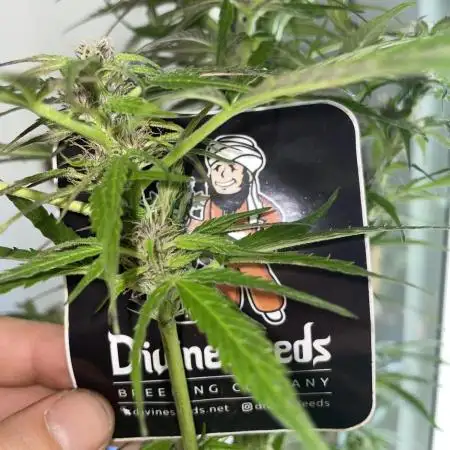 Divine Seeds Auto Black Opium #2