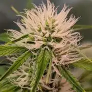 RQS🦁Royal🍭Runtz
