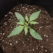 🧠💭Amnesia Haze Auto RQS🦁