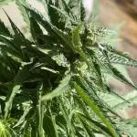 Divine Seeds Auto Northern Light #2