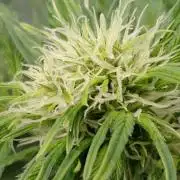 👑🦍Royal Gorilla Auto RQS🦁