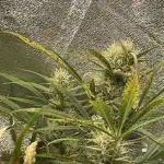 Divine Seeds Auto Fractal