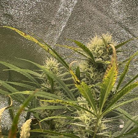 Divine Seeds Auto Fractal