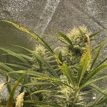 Divine Seeds Auto Fractal