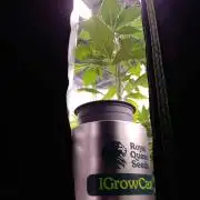 IGrowCan Sherbet Queen Auto RQS