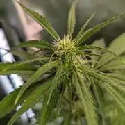😈🍋Purple Lemonade auto - RQS🦁