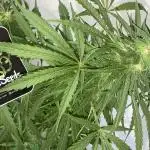 Divine Seeds Auto Northern Light #2