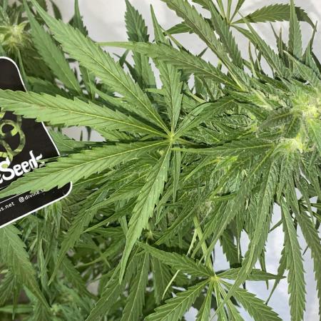 Divine Seeds Auto Northern Light #2