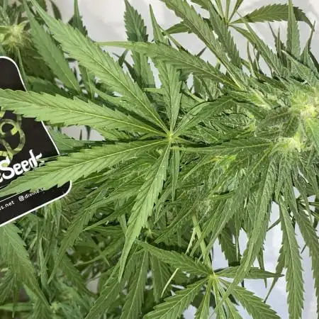 Divine Seeds Auto Northern Light #2