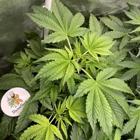 Divine Seeds Auto Black Opium