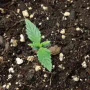 🧠💭Amnesia Haze Auto RQS🦁